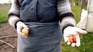 Какой лук лучше сажать, лук севок или чернушку.