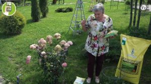 Как убрать проплешины на газоне ? Подсеваем Газон ✔️ Семена газонных трав