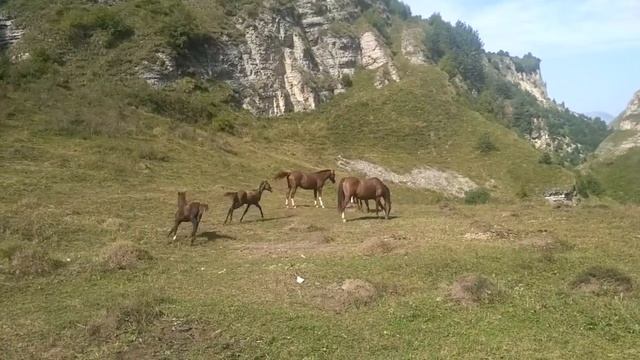 Жеребята играются ахалтекинский смотреть онлайн