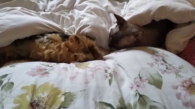 Идиллия смотреть онлайн