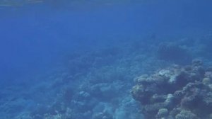 акула утром на внешнем рифе в бухте Сахл Хашиш