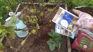 Чем подкормить и обработать смородину в августе