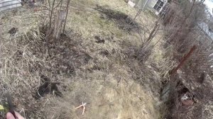 Прививка Яблони на Дичок