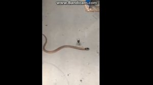 Смертельная схватка кобры и чёрной вдовы.