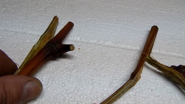 Узел с усиком на черенке винограда. Диафрагма закрыта? смотреть онлайн