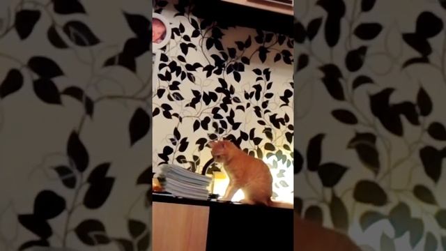 Кот оттягивает резинку смотреть онлайн