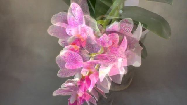 Phal. Hualien Pink Galaxy | Ароматная орхидея мультифлора Розовая Галактика |Фаленопсис Пинк Гэлэкс