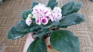 Фіалка АВ-Полный Восторг (новинка 2020 р.), спорт