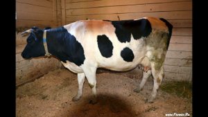 Фермерское хозяйство Крыловых. Дойные коровы Черно пестрой породы условия содержания