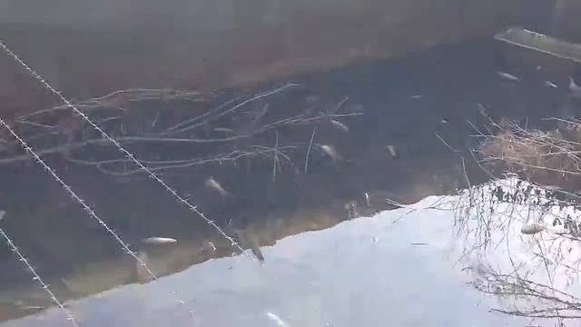 Разведение сазана смотреть онлайн