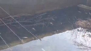 Разведение сазана