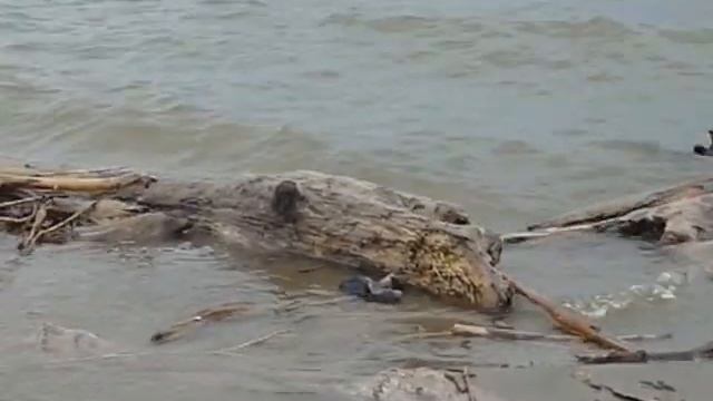 Один день на "Красноярском море"....mpg смотреть онлайн