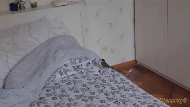 Синица в моём доме!!!Great tit in my house!!!