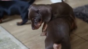 Щенки мини Таксы ))) 1,5 месяца ))) гладкошерстики