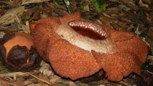 Раффлезия Арнольди – самый большой цветок в мире