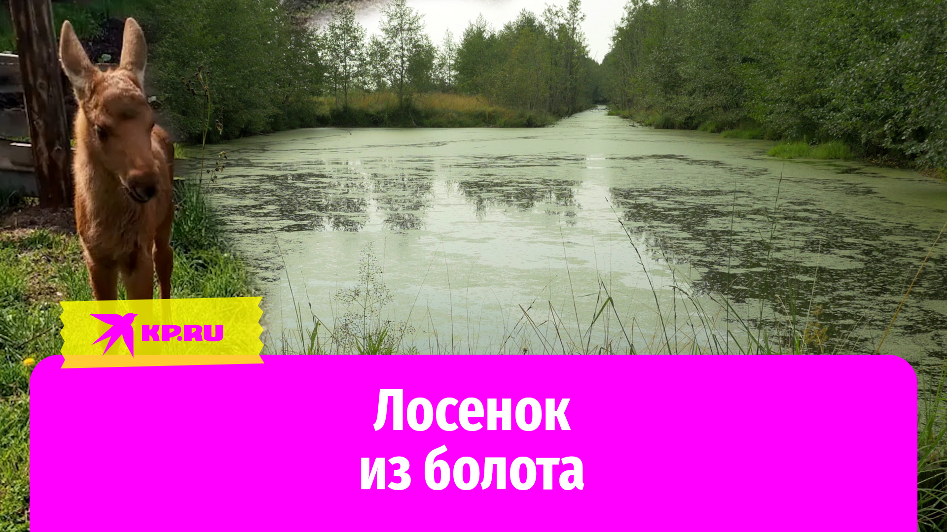 Спасли от собак: история лосенка из болота