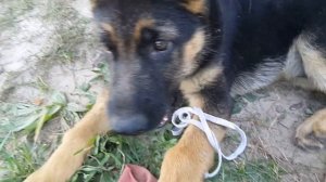 Щенок овчарки не встаёт на лапы. Носим его на руках и развлекаем игрушкой