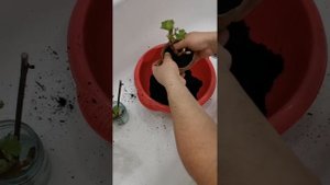 Посадка укорененных черенков винограда в горшки.