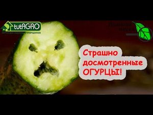 ВОТ что бывает, если перестараться с подкормками - жирование и пустотелость огурцов.