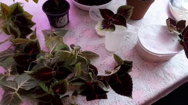 КОЛЕУС еще 2 способа укоренения черенков. Колеус размножение черенками