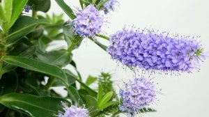 Shrubby Veronica (Hebe ×andersonii)