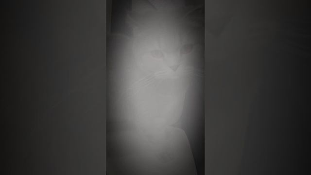 Кот Пуша