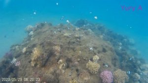 Египет SETI SHARM RESORT 4 Под ВОДОЙ Июнь 2023