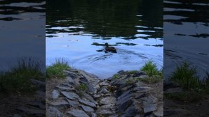 A clear streamlet in a dense forest