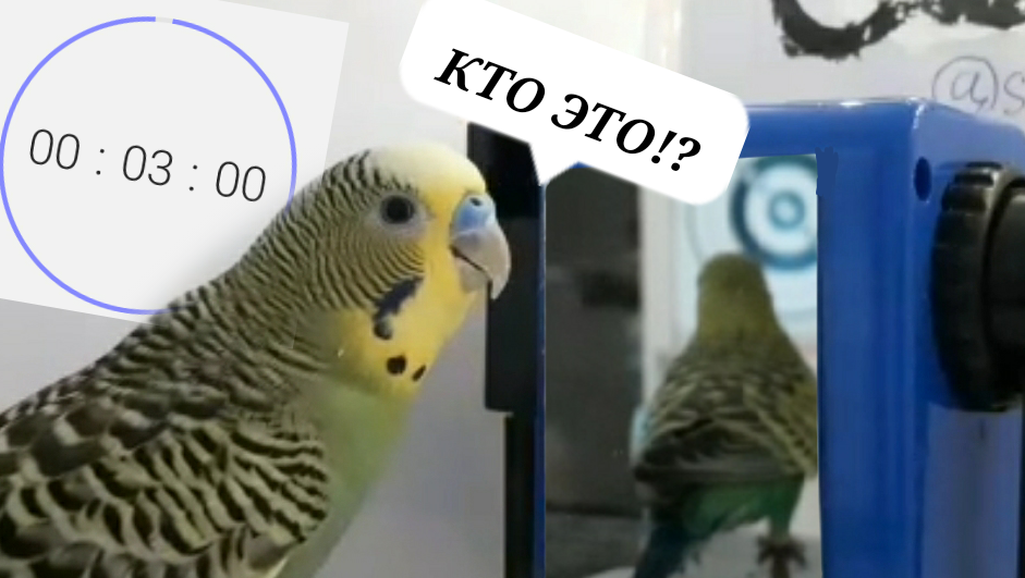 Что сняла скрытая камера за 3 минуты? С зеркалом твориться что то непонятное!?
