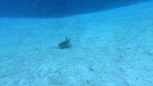 Diving in Grand Turk, Turks and Caicos Islands