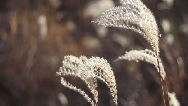 비밀의 장소 : 물억새 (Miscanthus sacchariflorus) смотреть онлайн