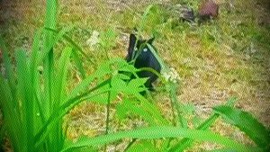 Дикие коты .