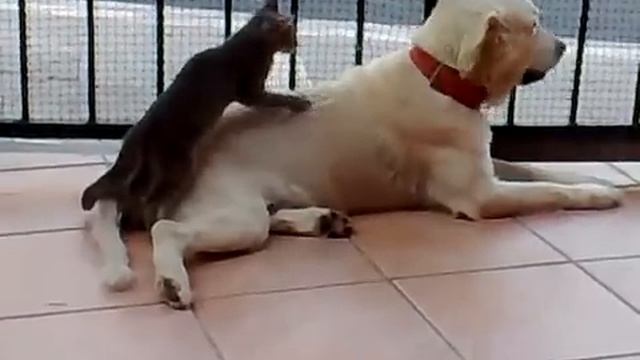 Котэ делает массаж смотреть онлайн