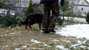 [Урок 5] Как приучить щенка к ПОВОДКУ
