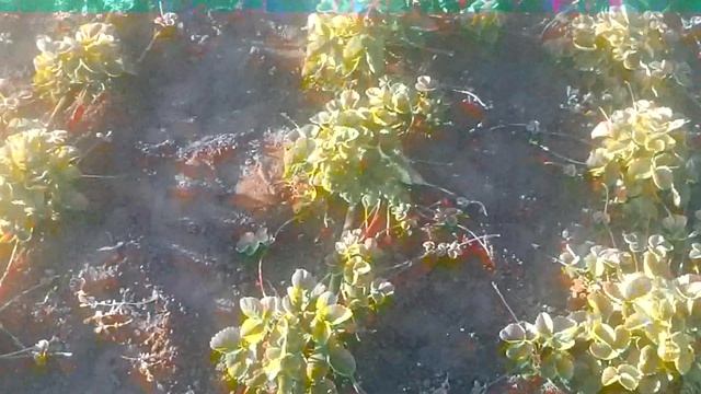 Земклубника Купчиха в 30 градусную жару стала ароматной и вкуснй