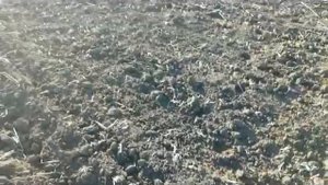 Горох зимующий! Состояние посевов Январь 2020год!