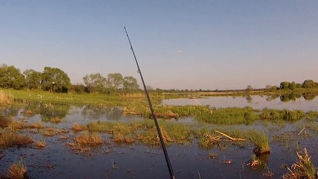 Рыбалка на змееголова. Брачные игры змееголова. Змееголов открытие сезона