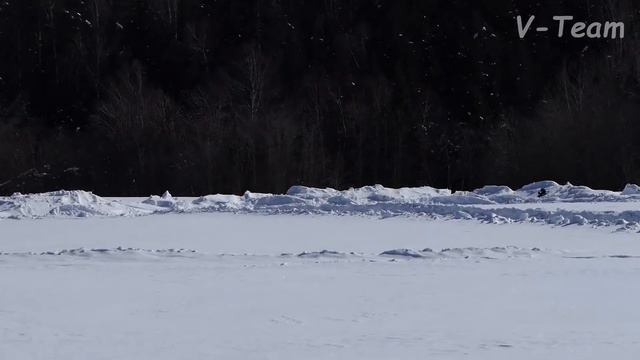 Уиппеты VALPAIN PEK AKEMI HIME (К) - Sylvianne's Undine (С). МЗ - 2018. смотреть онлайн