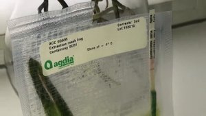 Virus-tests on my plants/orchids.. Орхидеи. Проверка на вирус орхидей ч. 2,  Время счастья))!