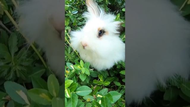 Rabbit Hare Bush Animal Nature.shorts.Кролик Заяц Куст Животное Природа.