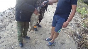 Рыбалка на Волге, Ахтуба, Золотуха.