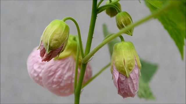 Абутилон или комнатный клен. Абутилон светло - розовый смотреть онлайн