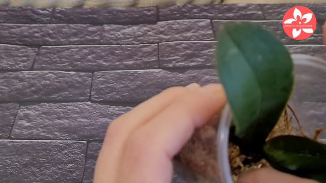 Размножение орхидеи делением возможно ли это покажу результат