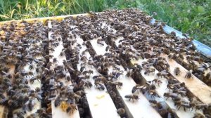 Карника. Подсадка плодной матки в осиротевшую семью.