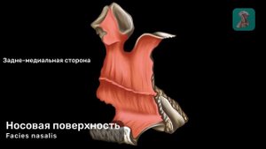 Небная кость