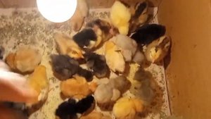 Никого не оставляю, всех продаю! Самые лучшие цыплята! Каких цыплят продать? Качество должно быть..