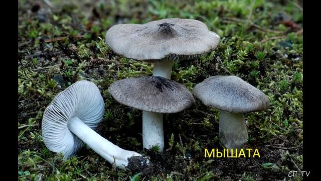 Крым. Грибы в декабре