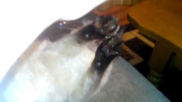 Злой кот смотреть онлайн