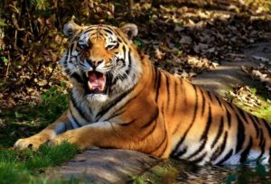 Самые интересные истории про тигров, опубликованные в течении года. Интересные истории о животных.