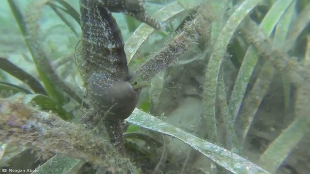 Самые Удивительные Роды у Животных смотреть онлайн